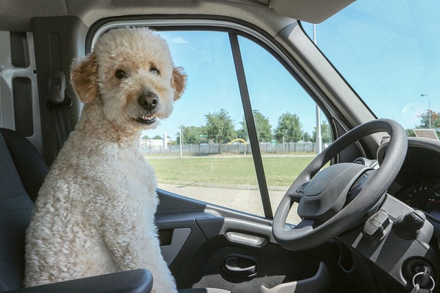 運転席に座る犬